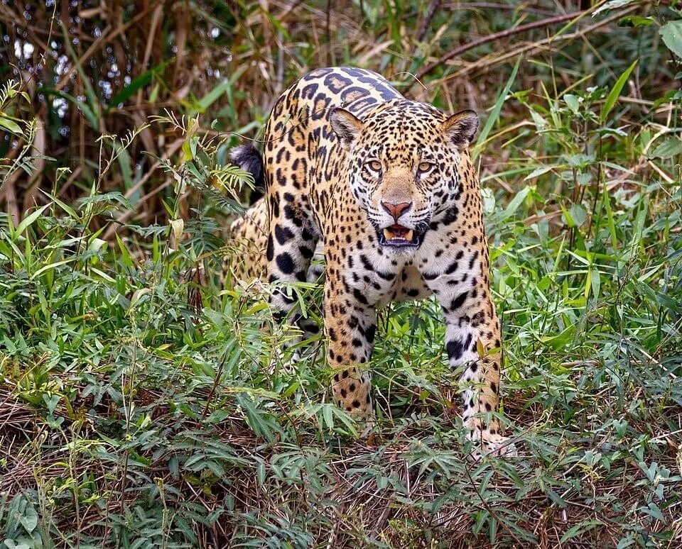 Adult female jaguar camouflaged among dense tropical rainforest leaves during field bio-monitoring