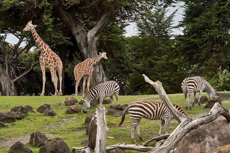 Gerettete Wildtiere erhalten tiermedizinische Behandlung in einer ostafrikanischen Auffangstation