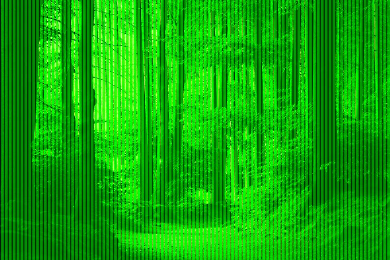 Ancient virgin forest and protected biological corridors for nature conservation