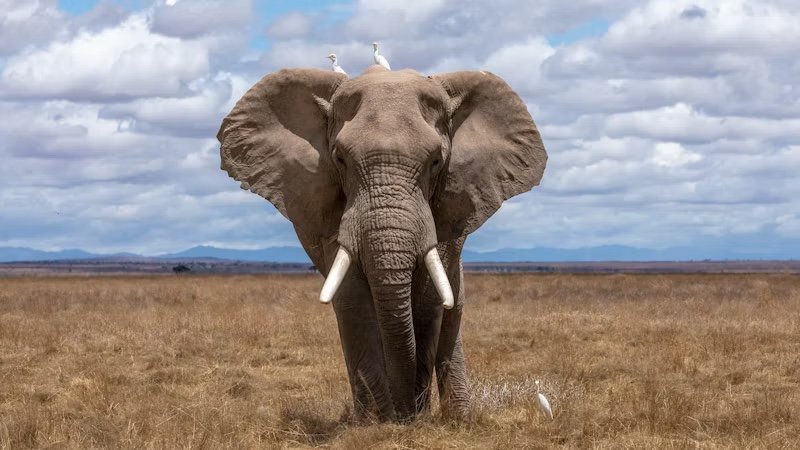 Wildlife sanctuary patient care and veterinary emergency medical assistance